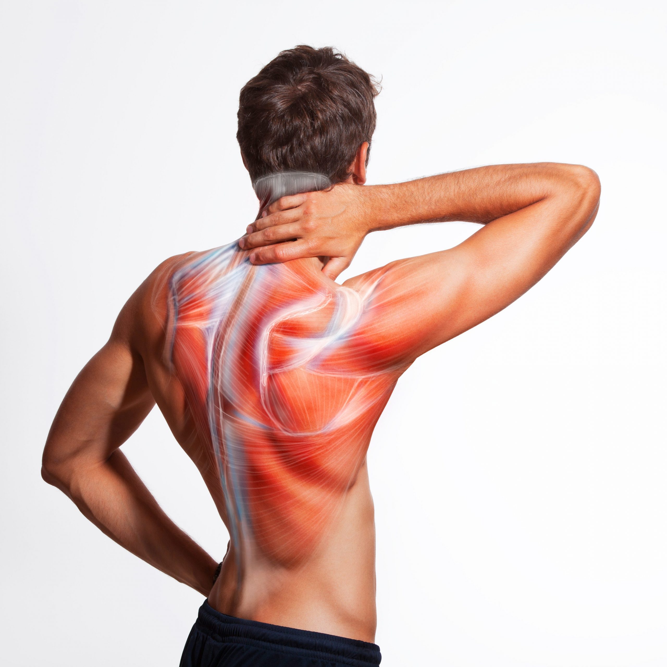 Männerrücken mit grafisch dargestellter Rückenmuskulatur